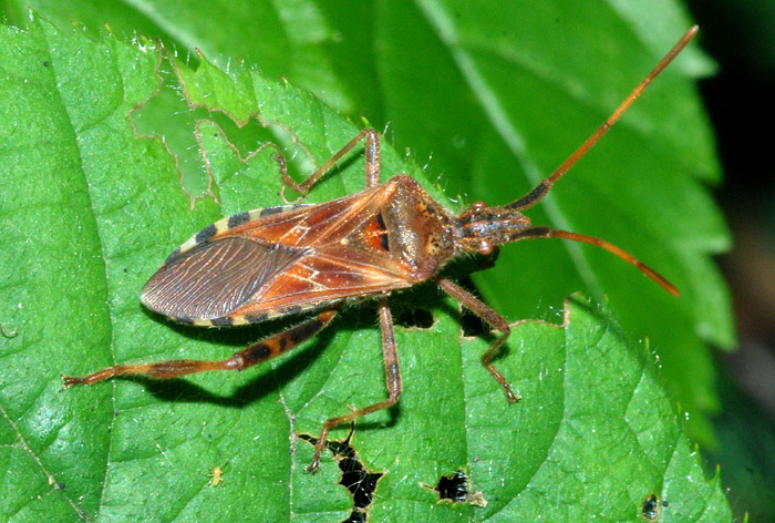 Coreidae: Leptoglossus occidentalis di Pedavena (BL)